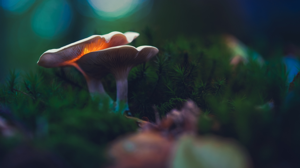 Fungi Forest images. Des champignons dans le foret. 